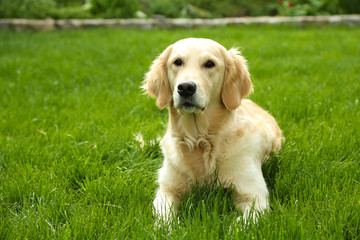 Sticker - Adorable Labrador lying on green grass, outdoors