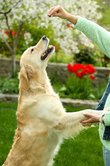 Wall Mural - Adorable Labrador playing  with girl on green grass, outdoors