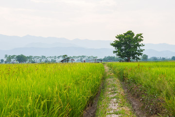 Traces of the wheel in the rice field with big tree in the backg