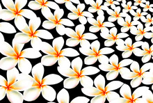 Abstract Background Plumeria Isolated On Black Background