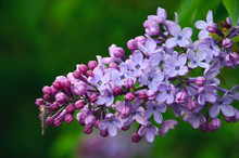 The Inflorescence Of Lilac Flowers