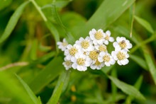 White Achillea Flower, Also Called Yarrow Or Common Yarrow