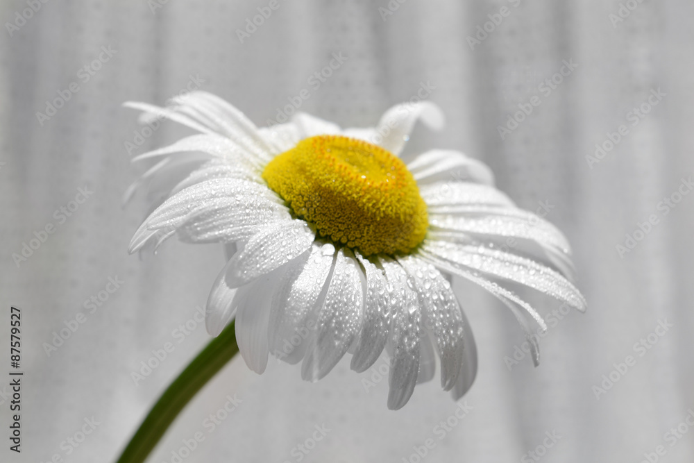 Beautiful daisy on fabric background