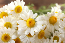 Beautiful Bouquet Of Daisies Close Up