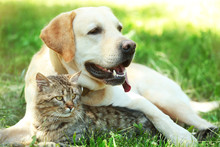 Friendly Dog And Cat Resting Over Green Grass Background