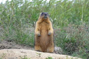 young marmot near a hole on a background green grass