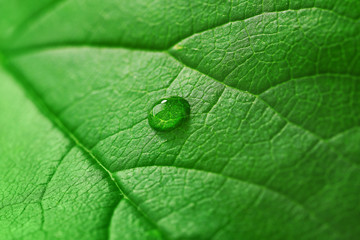 Poster - Green leaf with droplet, closeup