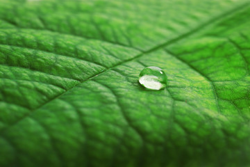 Wall Mural - Green leaf with droplet, closeup