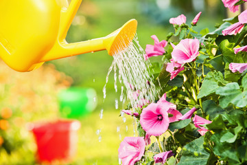 Wall Mural - Watering flowers in garden