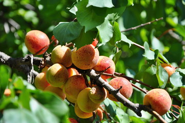 Wall Mural - apricots on tree