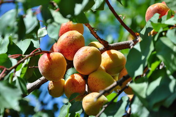 Wall Mural - apricots on tree