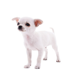 Wall Mural - Adorable chihuahua dog isolated on white