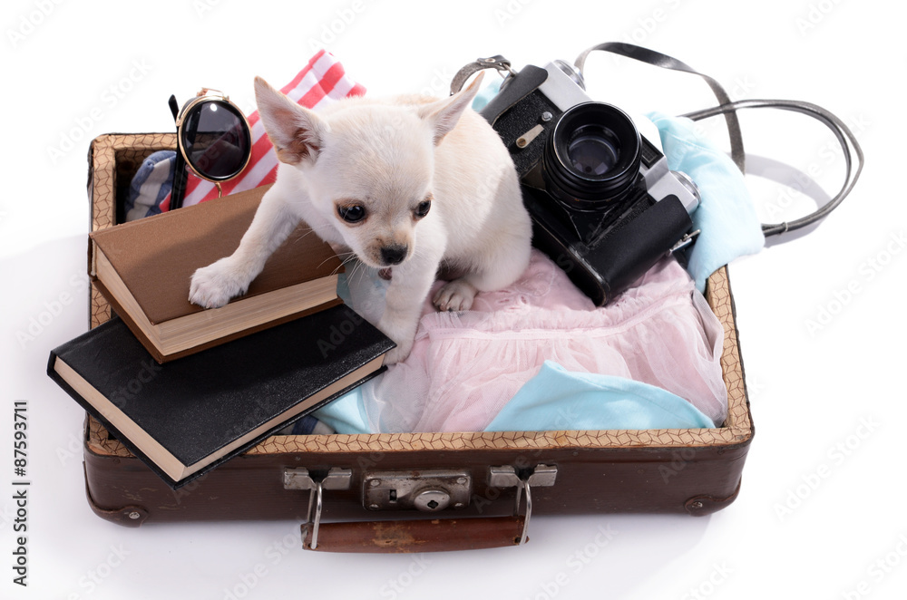 Adorable chihuahua dog in suitcase with things isolated on white