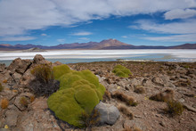 Cushion Plants Known As Azorella Compacta, Also Called Llareta In Spanish, Around The Edge Of The Salar De Surire Salt Lake In Vicunas National Park On The Altiplano Of North East Chile. 