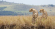 Two Cheetah's sitting in long grass
