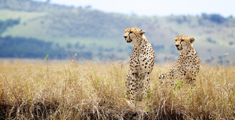 Wall Mural - Two Cheetah's looking to the left