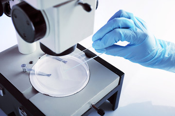 Wall Mural - scientist working with microscope in laboratory