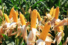 Cornfield. A Corn Field During Summer Afternoon In Rural
