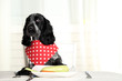 Dog looking at plate of fresh vegetables on dining table