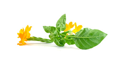 Yellow flower with green leaf isolated on white background