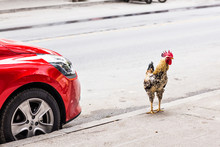 Cock And  Red Car