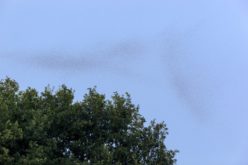 Wall Mural - A swarm of insects.