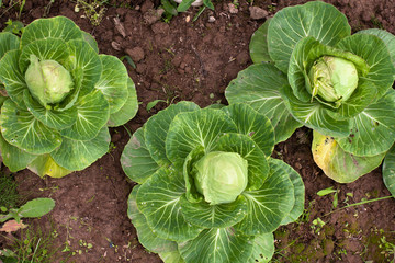 Wall Mural - heads of cabbage in the garden