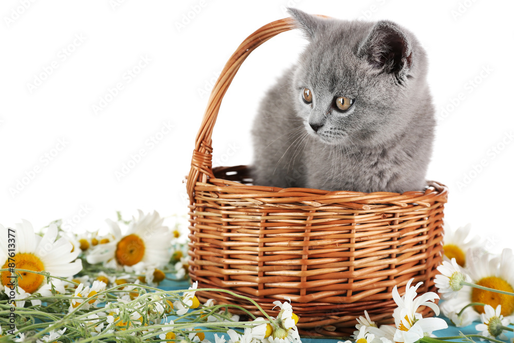 Cute gray kitten in wicker basket with chamomiles isolated on white