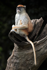 Poster - Patas monkey (Erythrocebus patas).