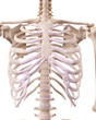 medically accurate illustration of the skeletal thorax