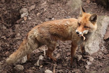 Sticker - Red fox (Vulpes vulpes).