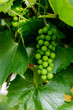 Branch of green grapes on vine in vineyard.