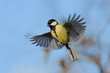 Flying Great Tit in bright autumn day
