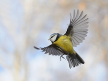 Flying Blue Tit In Autumn