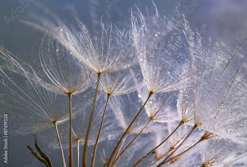 Fototapeta na wymiar Beautiful dandelion with water drops on purple background