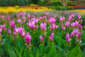 Wall Mural - siam tulip