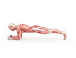 exercise illustration - plank