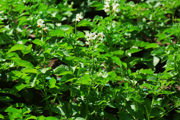 Sticker - Potato plantation background