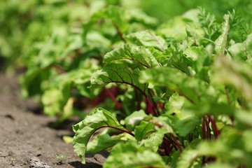 Sticker - Tops of beet growing in garden