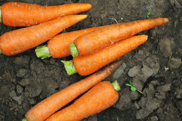 Sticker - New fresh carrots on soil in garden