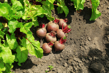 Sticker - Fresh new beet on soil in garden