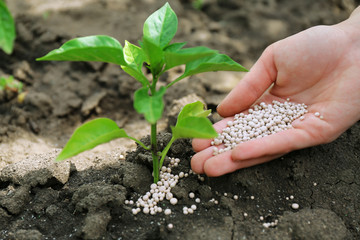 female hand with fertilizer for plant over soil background