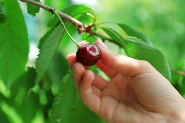 Canvas Print - Female hand picking cherry from branch in garden