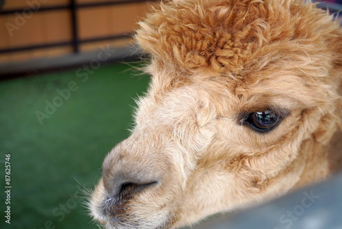 Alpaca Head With Brown Messy Hair And Big Eye Buy This Stock