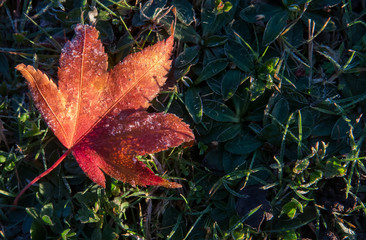 First frost on a maple leaf