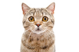 Fototapeta Koty - Portrait of a cat Scottish Straight closeup isolated on white background