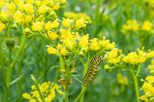 Yellow And Black Caterpillar On Stem Of Flower