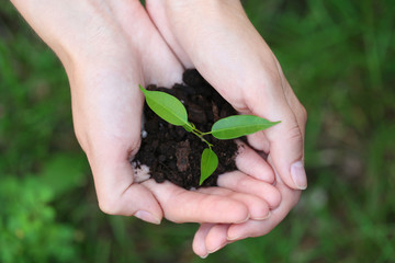 Sticker - Plant and soil in female hands over green grass, closeup