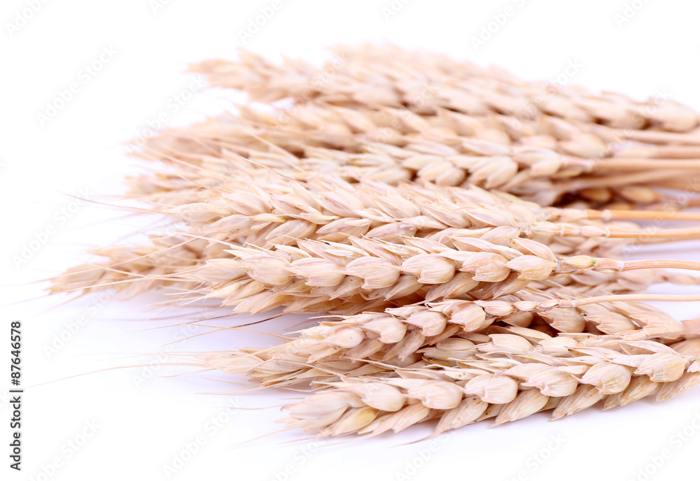 Sheaf of wheat isolated on white