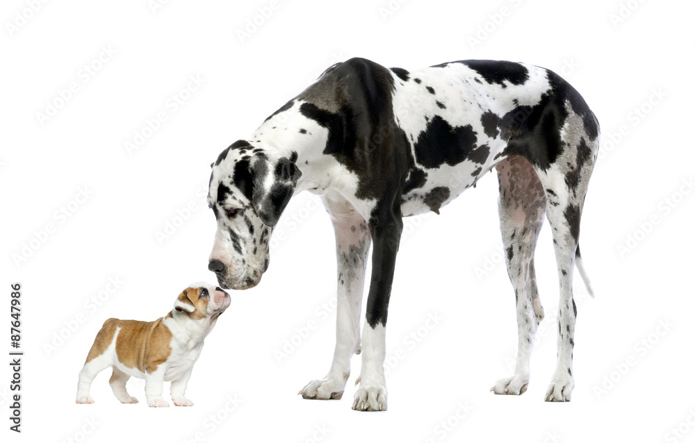 Great Dane looking at a French Bulldog puppy - obrazy, fototapety, plakaty 
